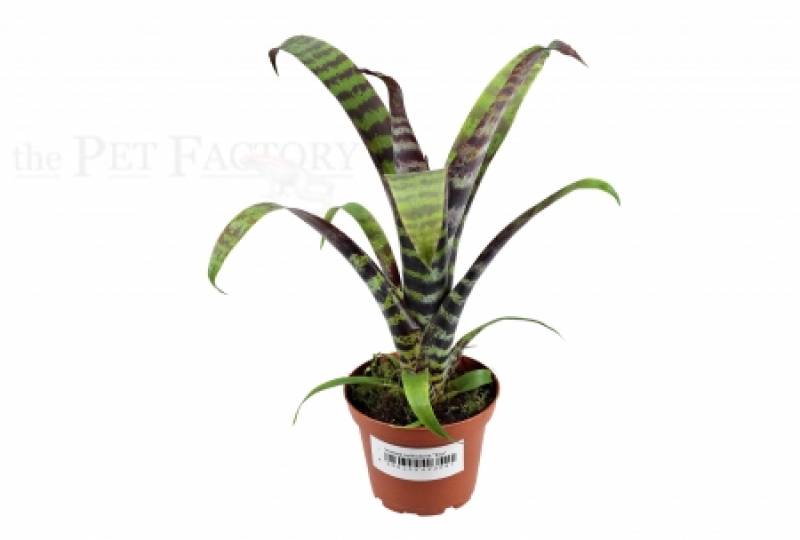 Vriesea splendens era